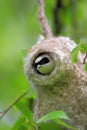 Closeup of a Penduline Tit bird in a nest in a spring nesting period